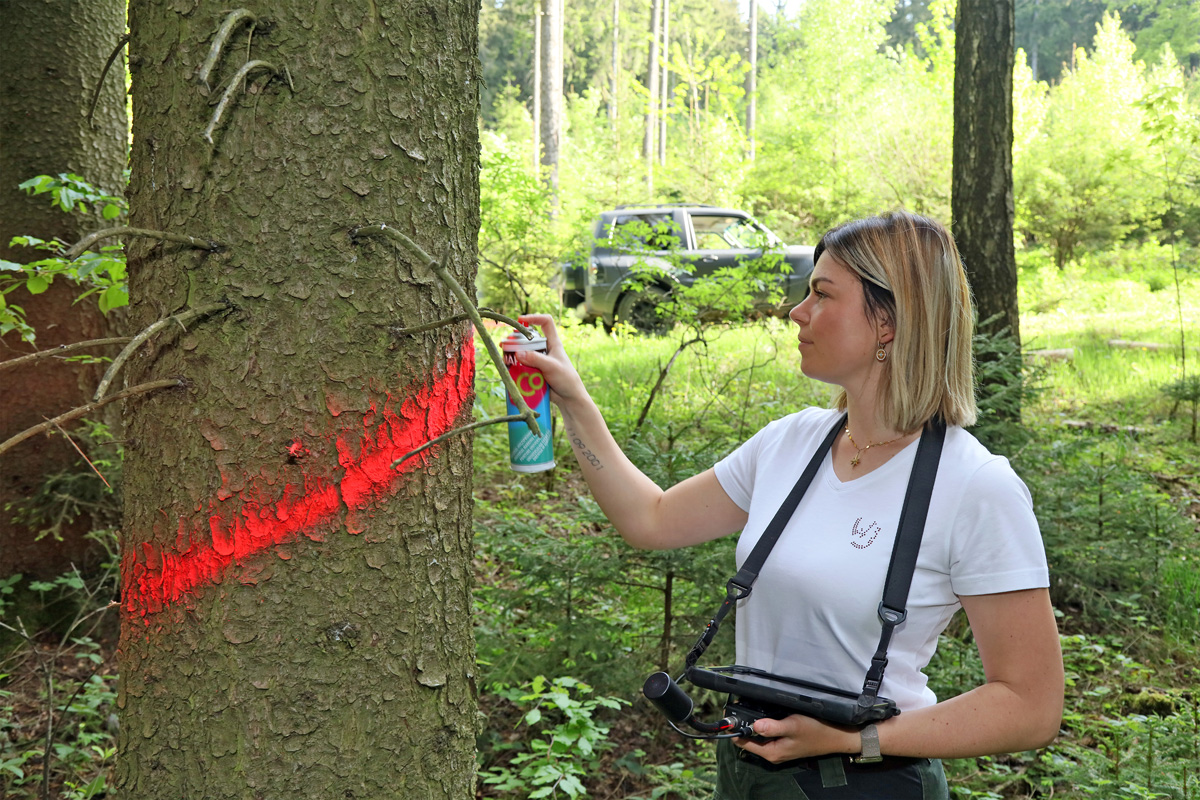 Forstplanerin markiert einen Baum mit Farbspray