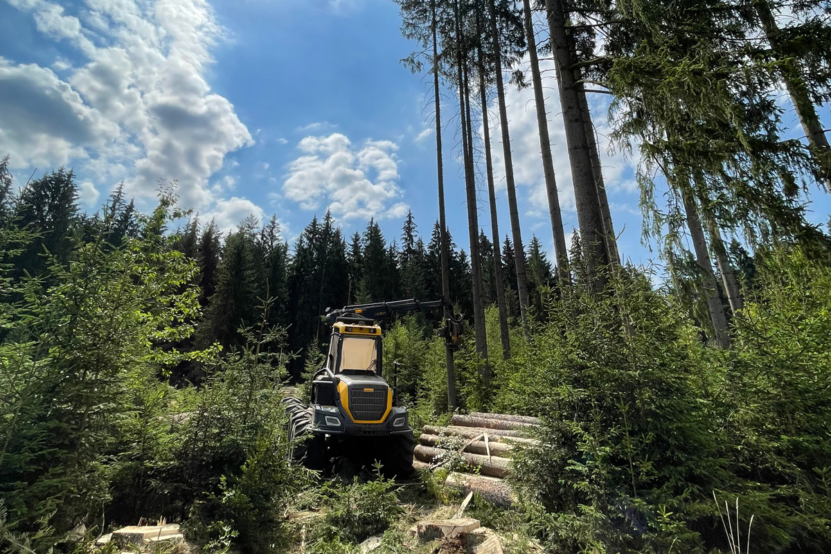 Harvester bei der Altdurchforstung unter Altbäumen
