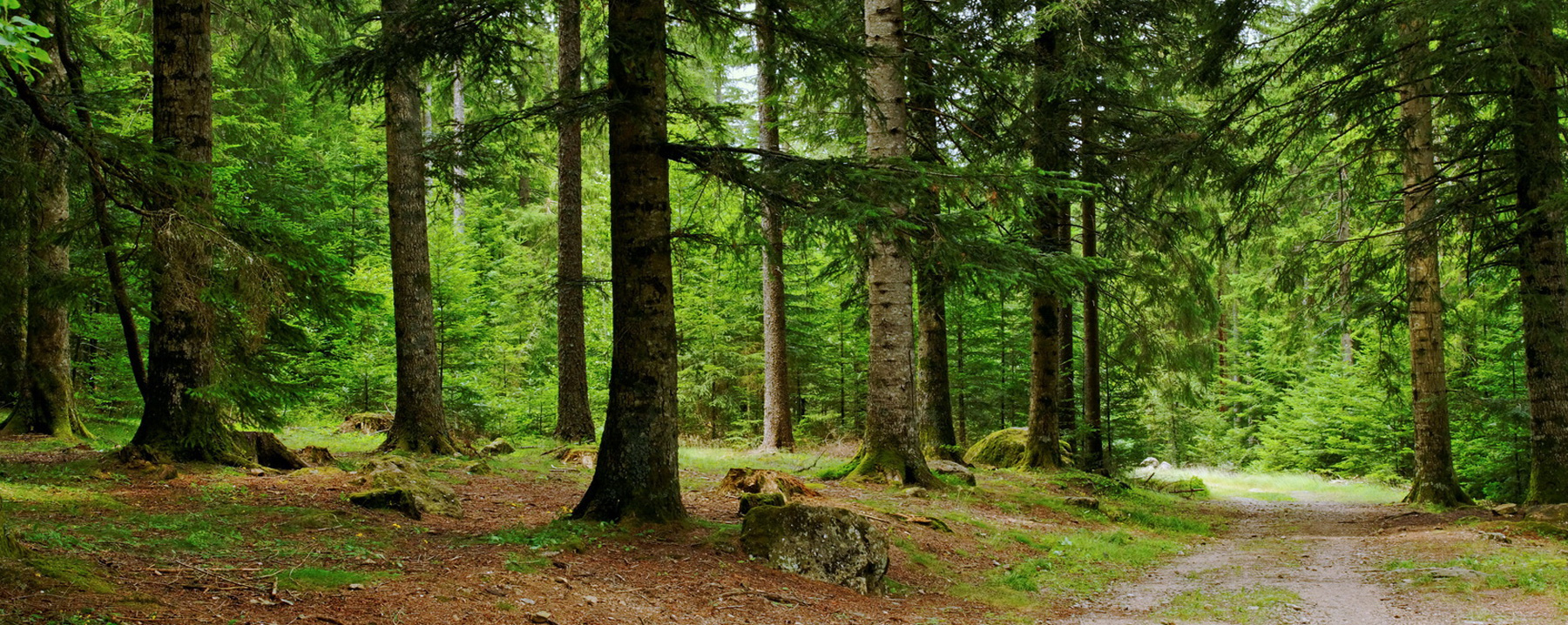 Waldweg durch einen Fichten-Mischwald im Vogtland