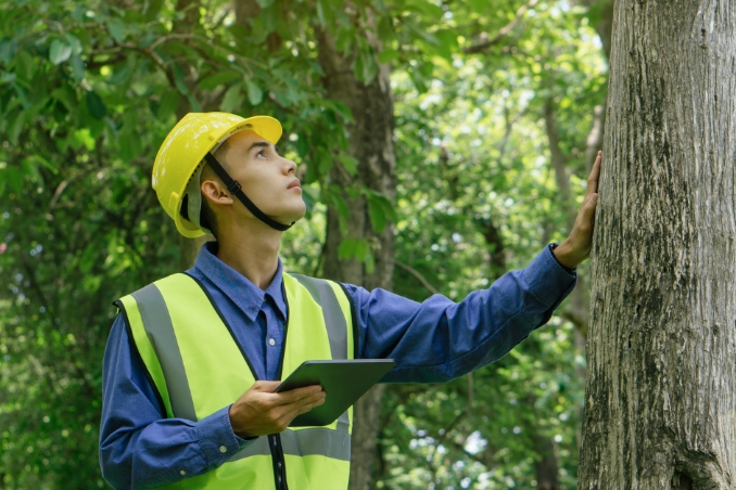 Forstwirt mit Helm begutachtet einen Baum