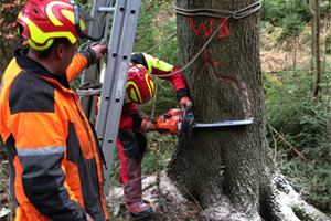 Waldarbeiter fällen einen starken Baum mit der Motorsäge