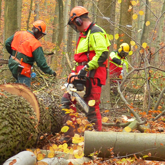Forstwirte in Schutzkleidung bei der Waldpflege im Herbstwald
