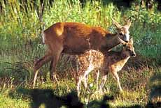 Ricke mit Kitz am Waldrand